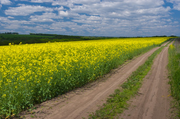 Spring landscape with rape-seed field in central Ukraine