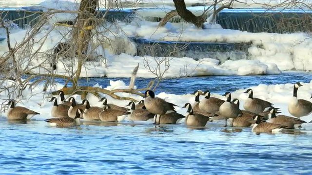 Flock of Geese Enjoying Winter on Icy Shore with Waterfalls
