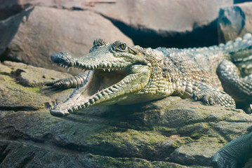 Crocodile with open mouth