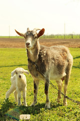 Obraz na płótnie Canvas Young goatling with mother outdoors