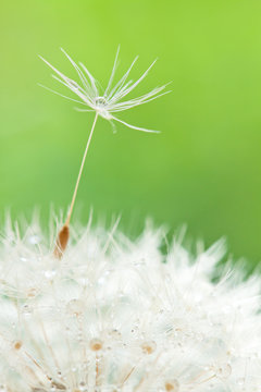 Fototapeta dandelion with seed and drops on grass background