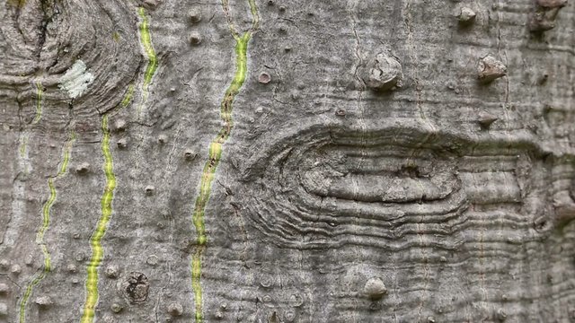 Ceiba (Chorisia) speciosa bark