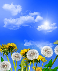 dandelion seeds on a blue sky
