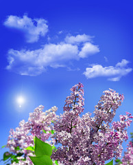 Lilac branch on a background of blue sky with clouds