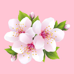 Plakaty  Gałąź białej kwitnącej sakury - wiśnia japońska