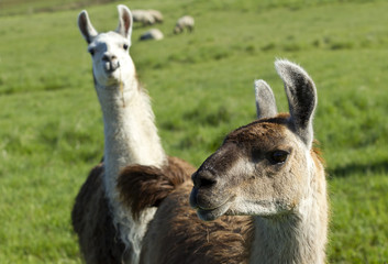 Fototapeta premium Another Llama photo bomb.