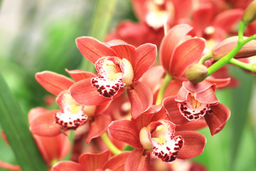 Cymbidium flowers blooming in the garden in spring