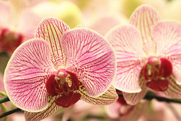Moth Orchid flowers blooming in the garden
