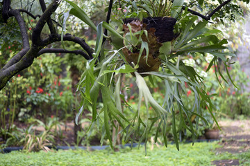 Vaso em arranjo de jardim
