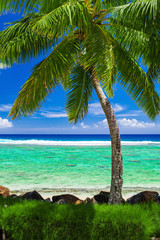 Single palm tree on amazing tropical beach on Cook Islands