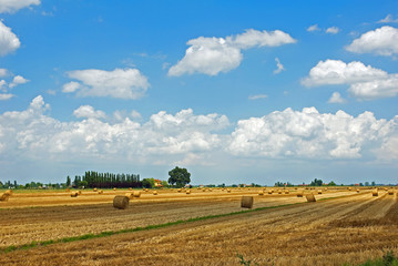 Fototapeta na wymiar Italy, Padana plain near Ravenna, wheat grain field.