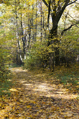 Fototapeta premium the autumn wood 