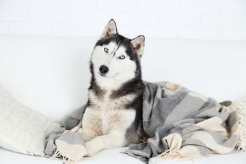 Beautiful cute husky lying on sofa with plaid in white room