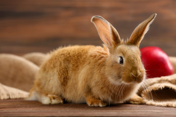 Little rabbit on wooden background