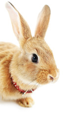Portrait of red rabbit isolated on white