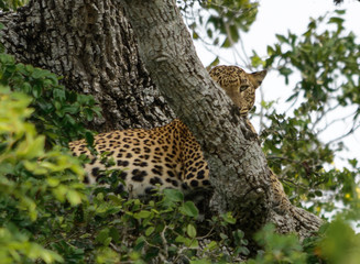 Fototapeta na wymiar Leopard looking up