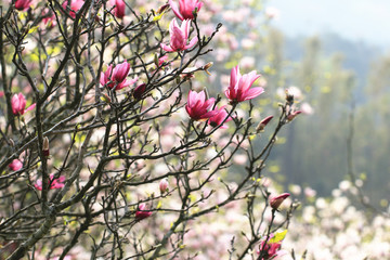 Lotus-flowered Magnolia,red flowers blooming in the countryside