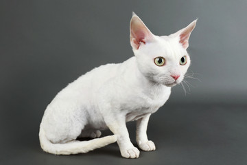 Beautiful white cat on gray background
