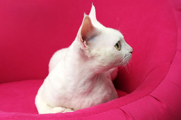 Beautiful white cat on soft pink armchair in room