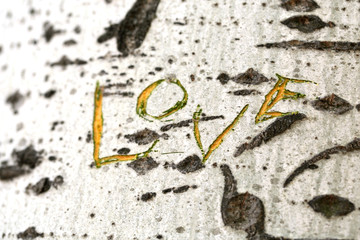 Word Love carved in tree close-up