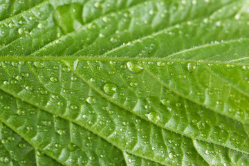 Beautiful green leaf with water drops close up