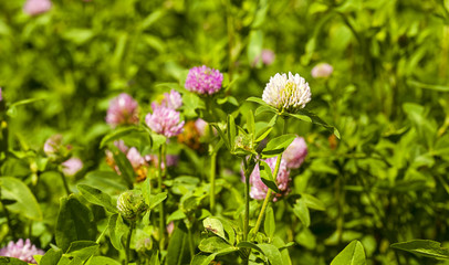 flowering clover  
