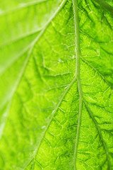 Close up of fresh green leaf with veins