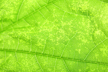 Close up of fresh green leaf with veins
