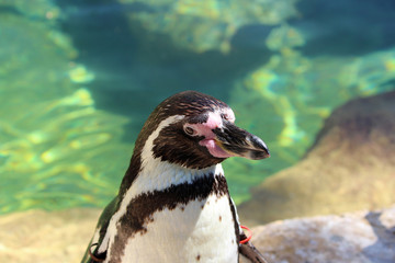 Naklejka premium Penguin