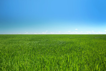 Field with green grass over blue sky background