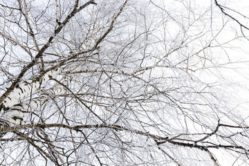 winter trees  