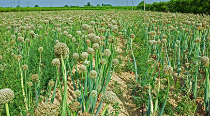 Onion field, Padana plain near Ravenna, 