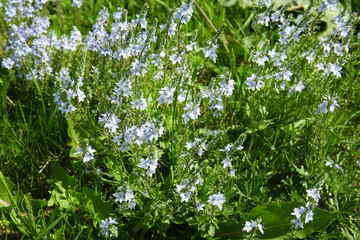 Small blue wildflowers over green grass background