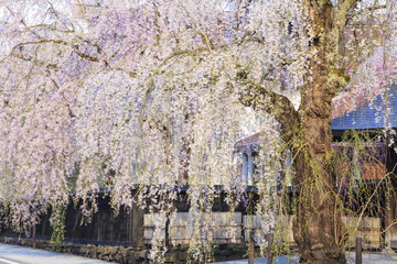 Weeping Cherries of Kakunodate’s Samurai District, Akita, Japan