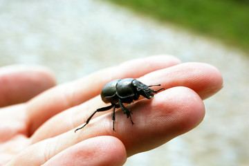 Black beetle on female hand, closeup