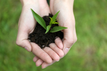 Fototapeta na wymiar Green seedling growing from soil in hands outdoors