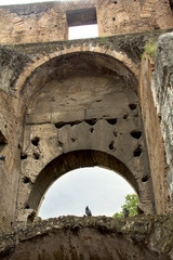 Bird at the Coliseum, Rome, Lazio, Italy.