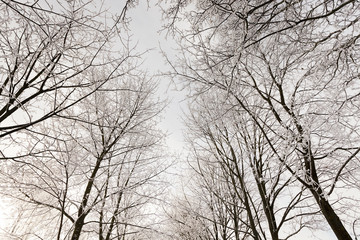 Fototapeta na wymiar winter trees 