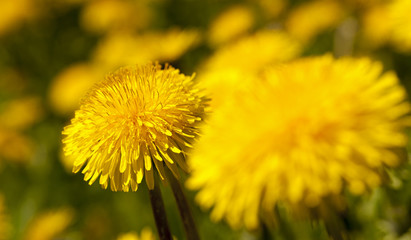 dandelion  