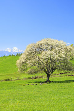 Tree Yamanashi blooming in Yatsugatake farm