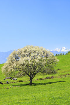 Tree Yamanashi blooming in Yatsugatake farm