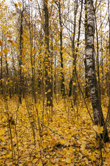 Obraz premium the autumn wood 