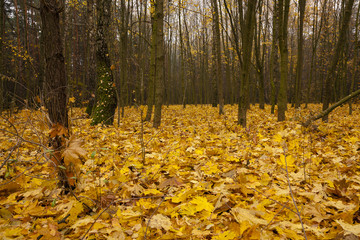 the autumn wood  