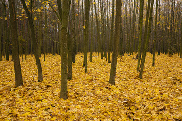 the autumn wood  