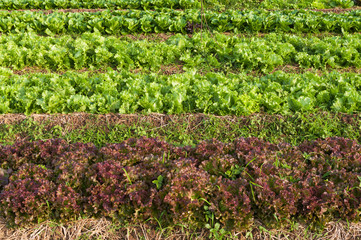 Field of vegetable