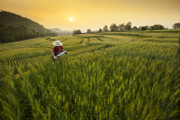 Research & Development the Barley Field at Samoeng Chiang Mai