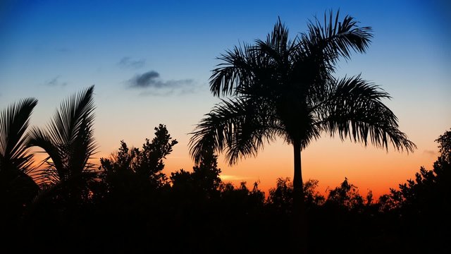 Palm tree silhouette on sunset 