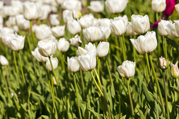 white tulips  