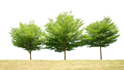 Obraz premium Green tree isolated on white background, binomial name Terminali