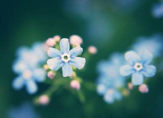 Close up of Forget-me-not flower. Shallow depth of field